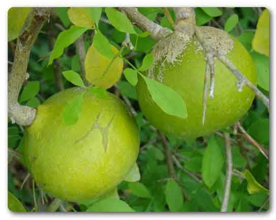  Puducherry State tree, Bael fruit tree, Aegle marmelos 